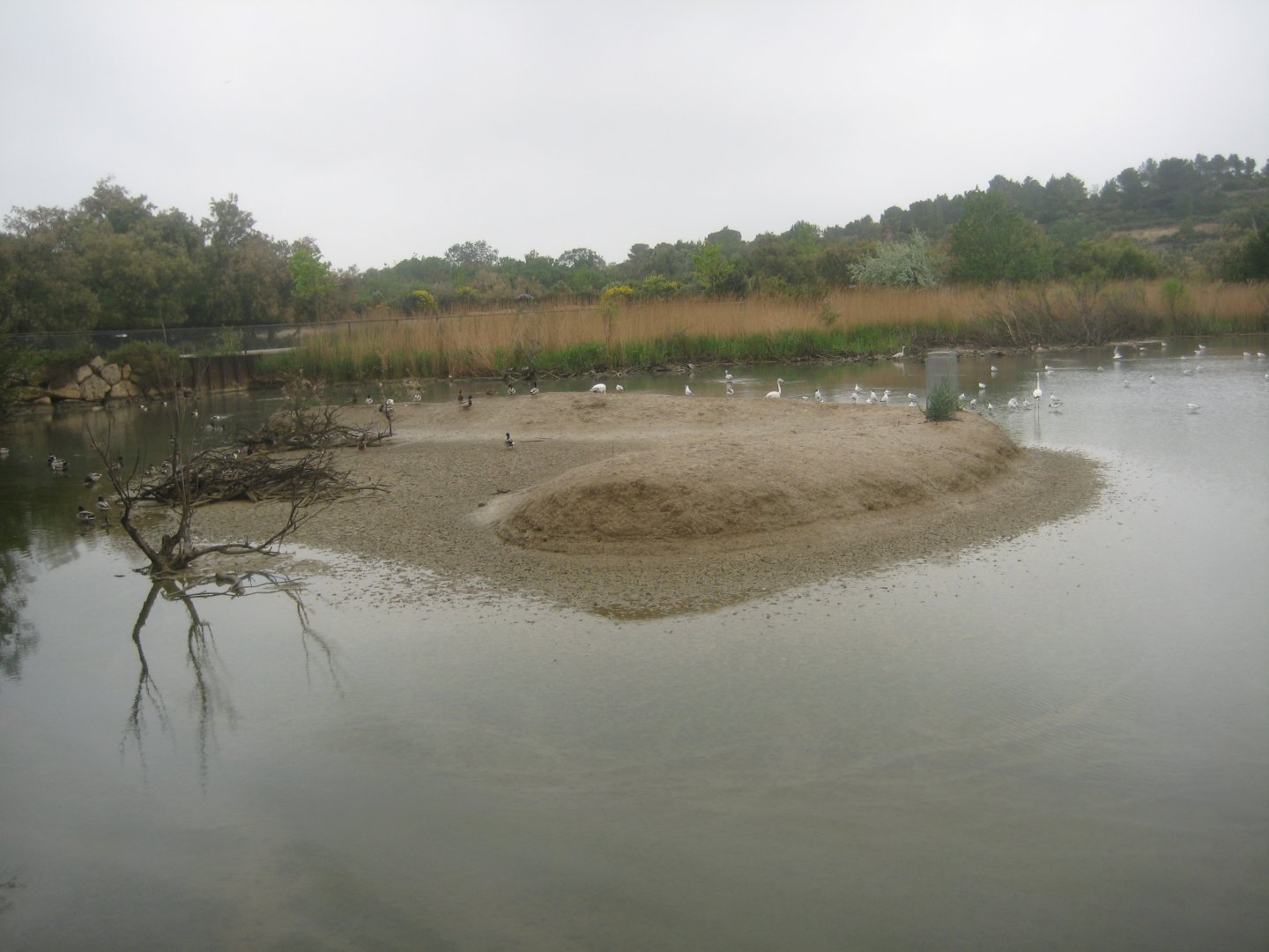 Reserve Africaine de Sigean - Waterfowl lake