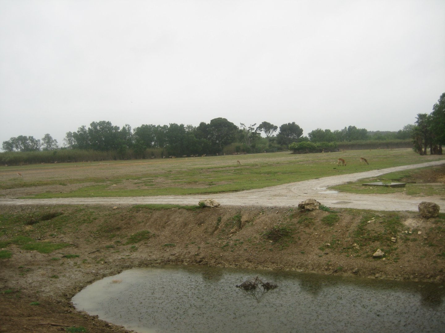 Reserve Africaine de Sigean - Zoo savanna
