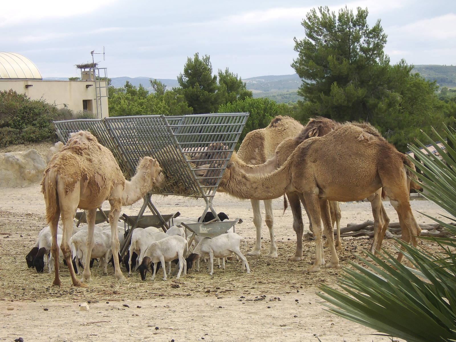 Reserve Africaine Sigean Southern France
