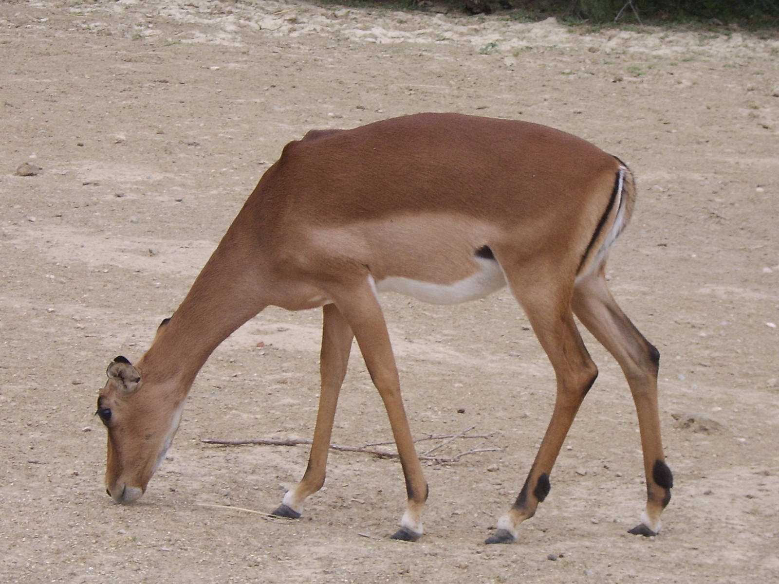 Reserve Africaine Sigean Southern France