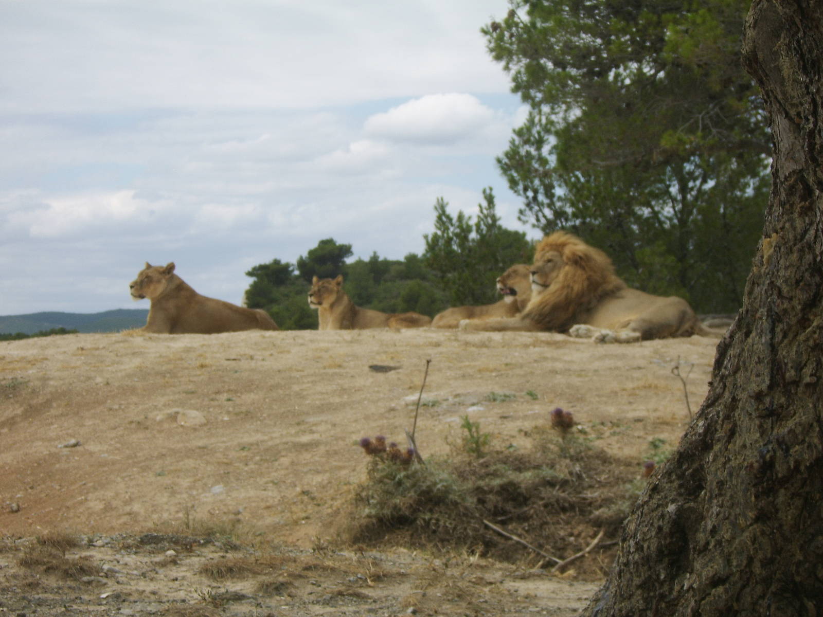 Reserve Africaine Sigean Southern France