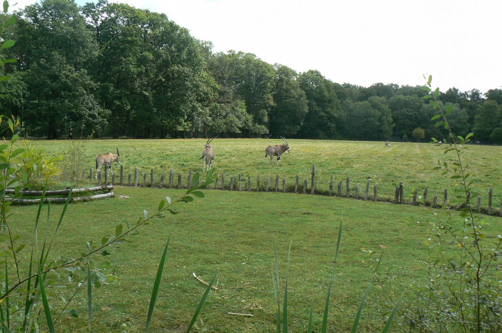 Réserve de la Haute-Touche - African spurred tortoise enclosure & beisa oryxes and red lechwes plain at the bottom