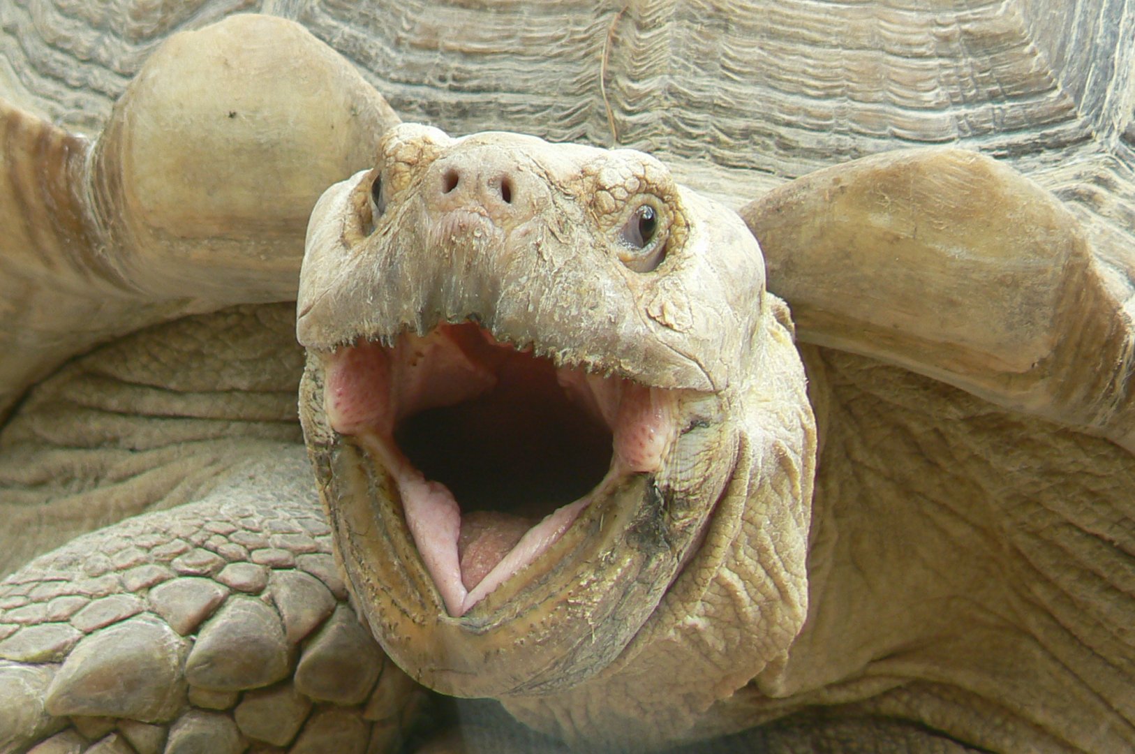 Réserve de la Haute-Touche - African spurred tortoise