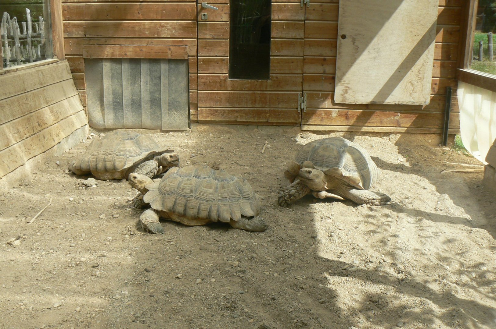 Réserve de la Haute-Touche - African spurred tortoises indoor