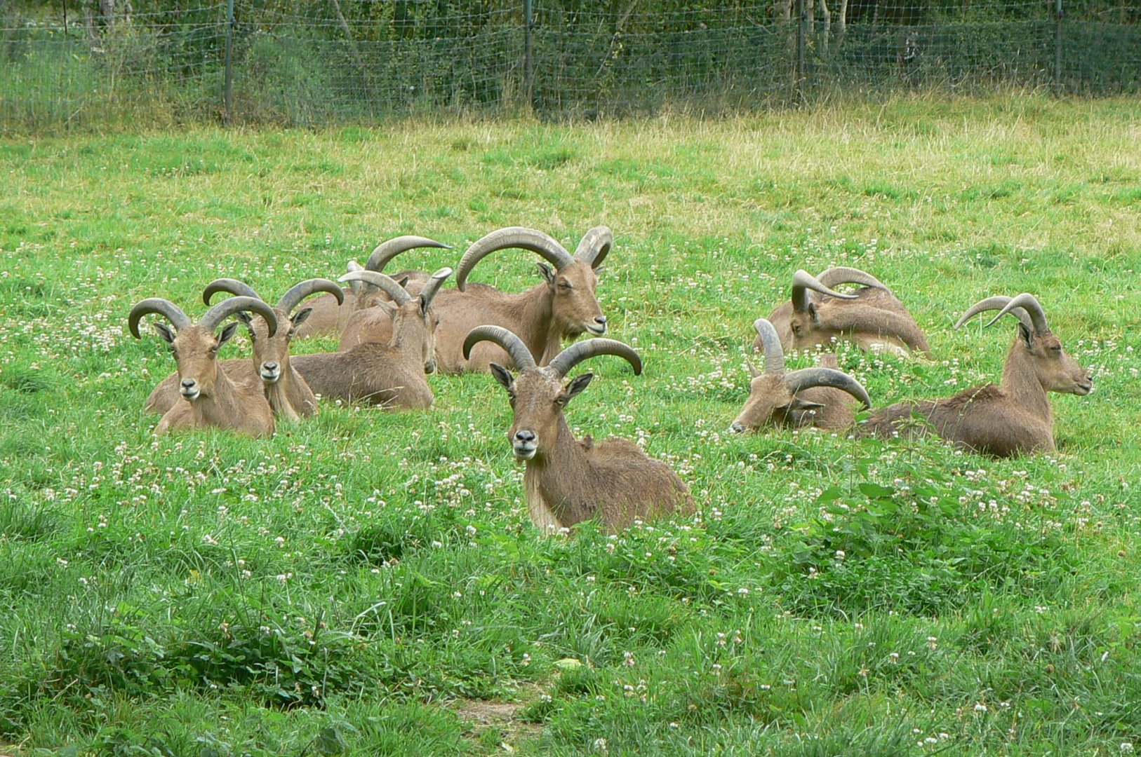 Réserve de la Haute-Touche - Barbary sheeps herd