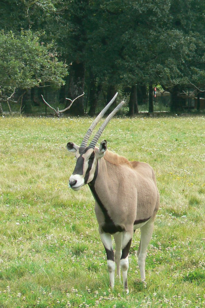 Réserve de la Haute-Touche - Beisa oryx