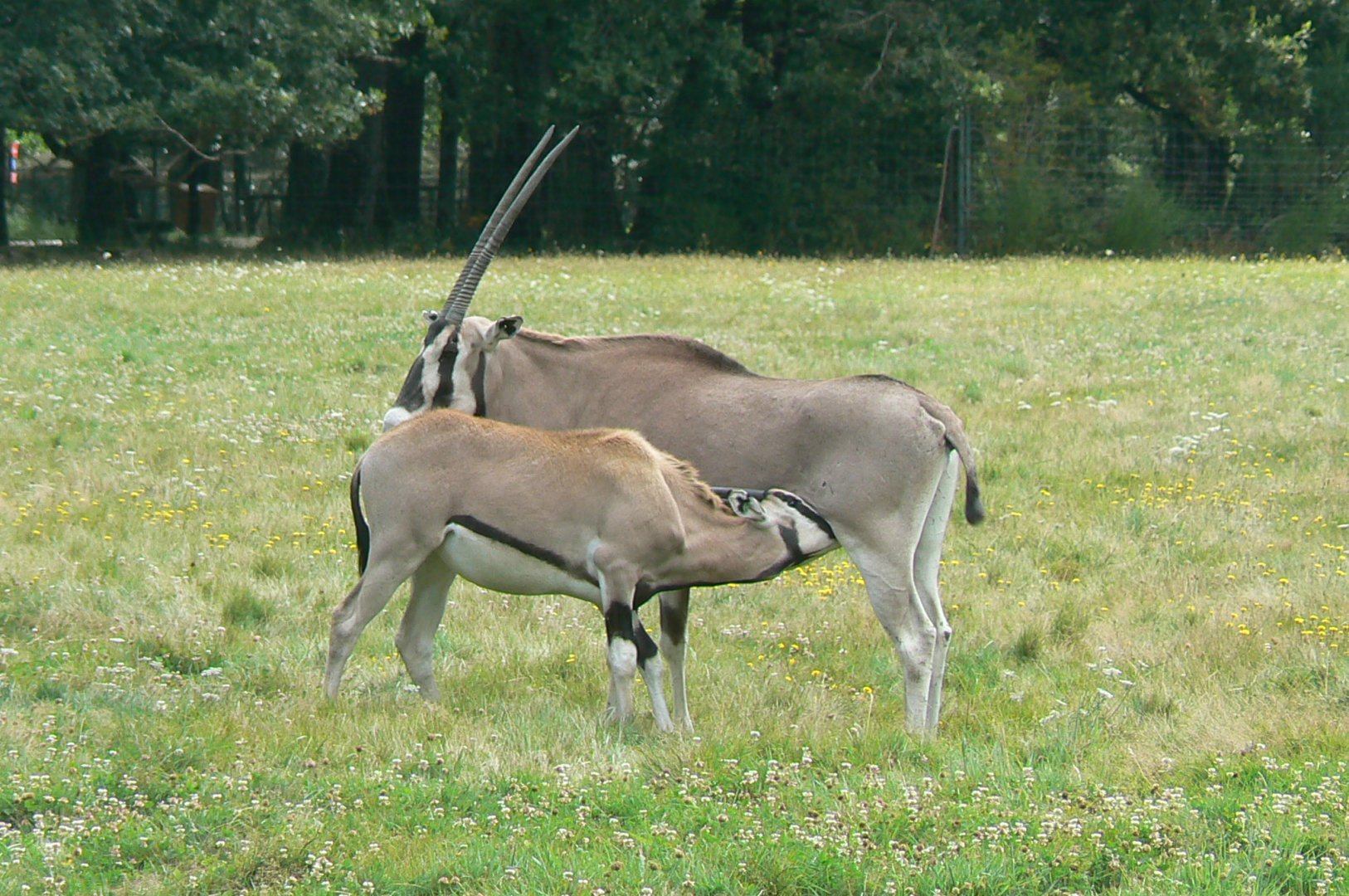 Réserve de la Haute-Touche - Beisa oryxes