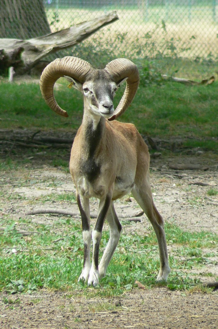 Réserve de la Haute-Touche - Corsican mouflon