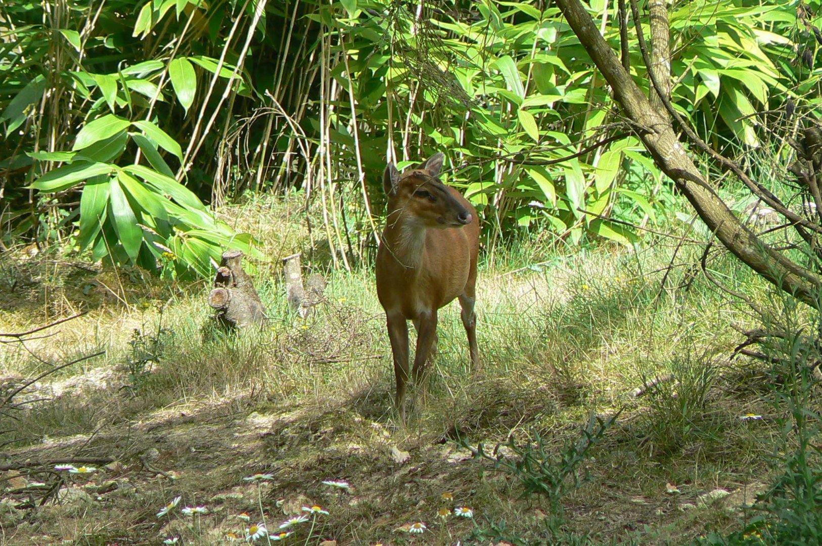 Réserve de la Haute-Touche - Female barking deer
