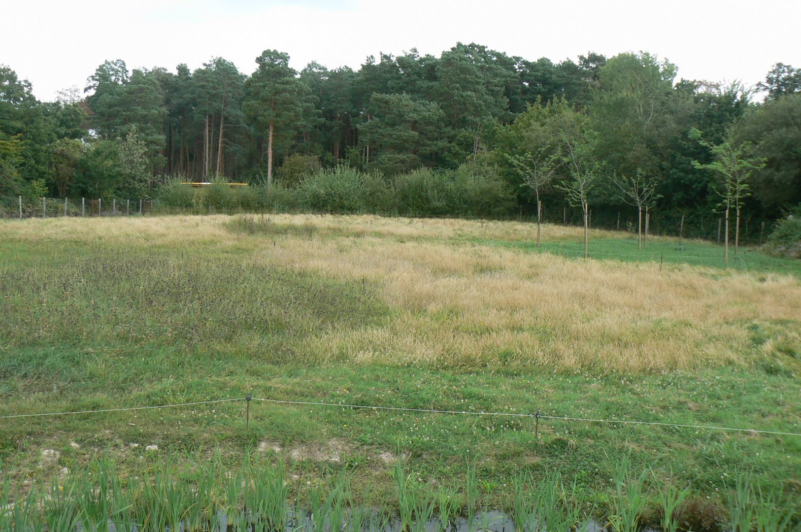 Réserve de la Haute-Touche - Future red river hogs enclosure