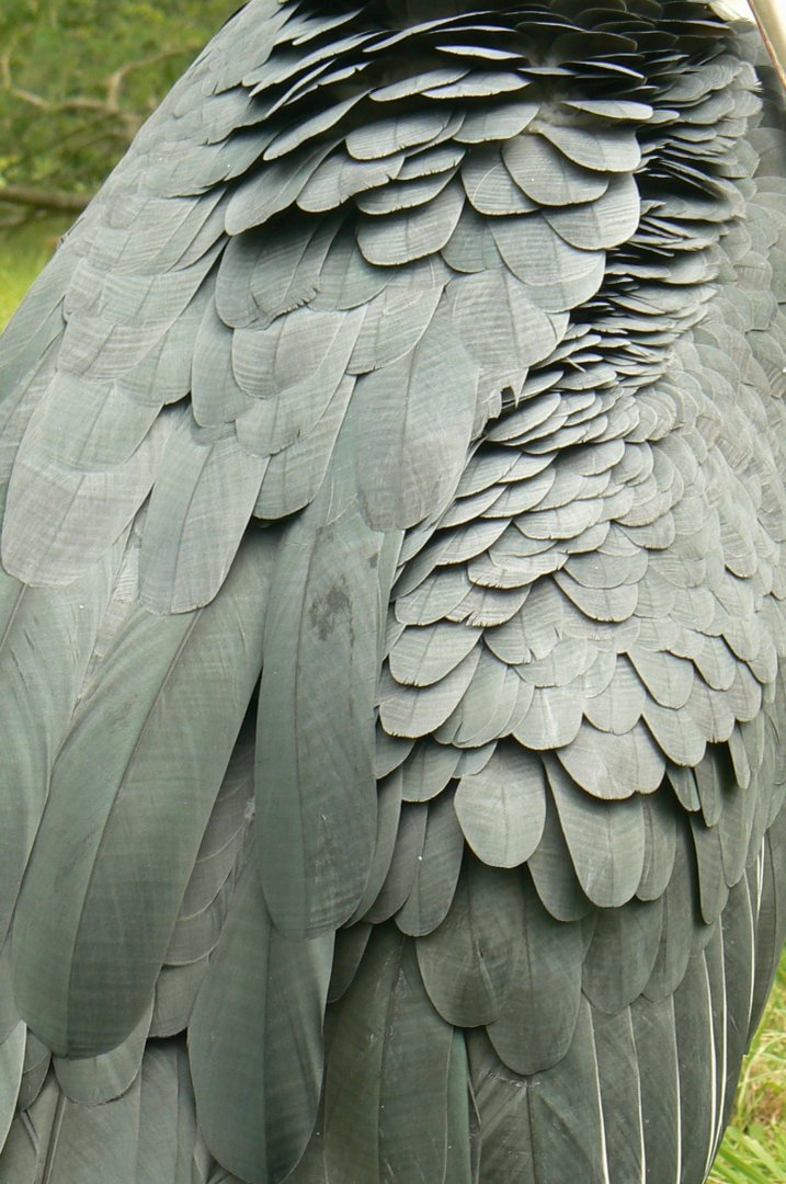 Réserve de la Haute-Touche - Marabou feather detail