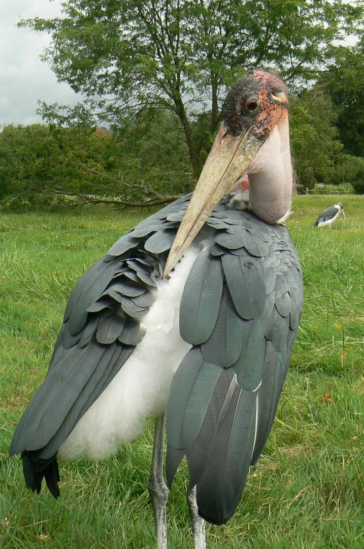 Réserve de la Haute-Touche - Marabou