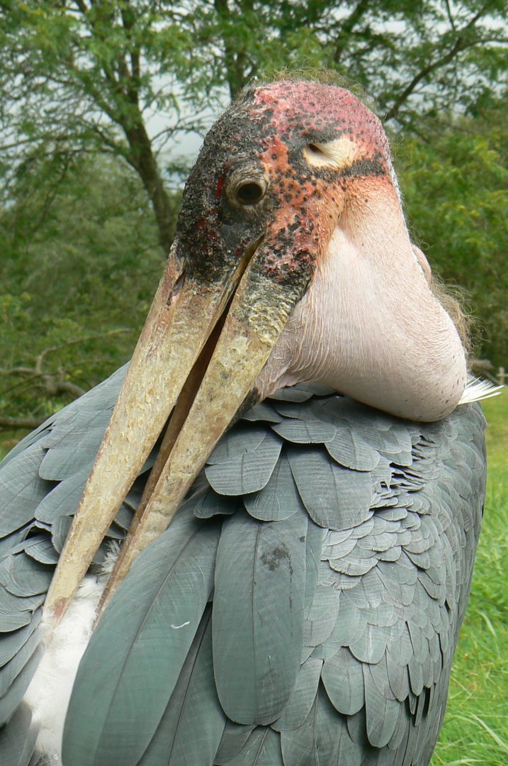 Réserve de la Haute-Touche - Marabou