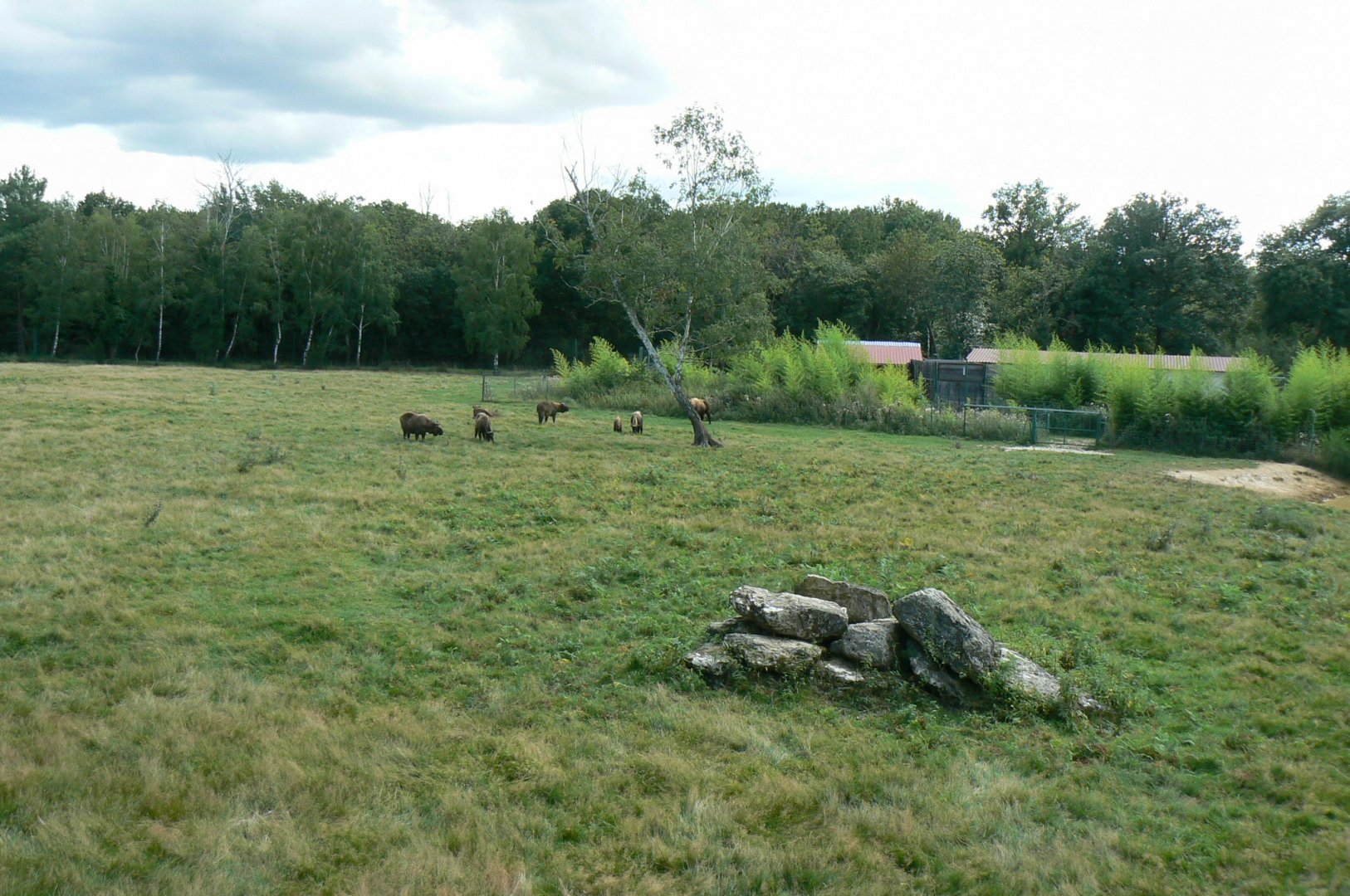 Réserve de la Haute-Touche - Mishmi takins and markhors 2 hectares enclosure