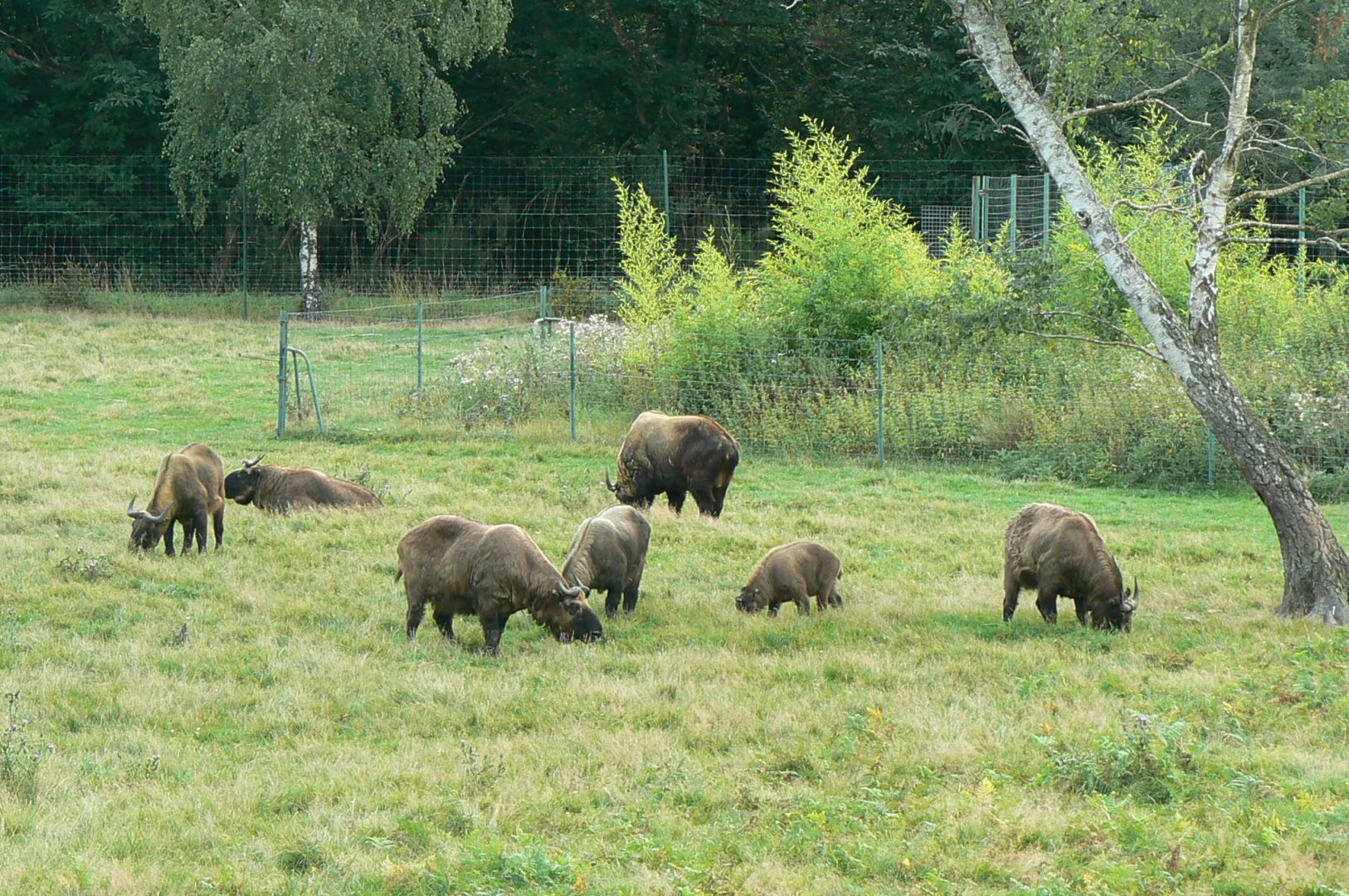 Réserve de la Haute-Touche - Mishmi takins herd