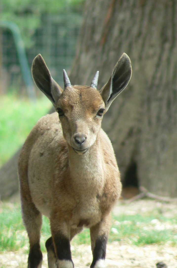Réserve de la Haute-Touche - Nubian ibex