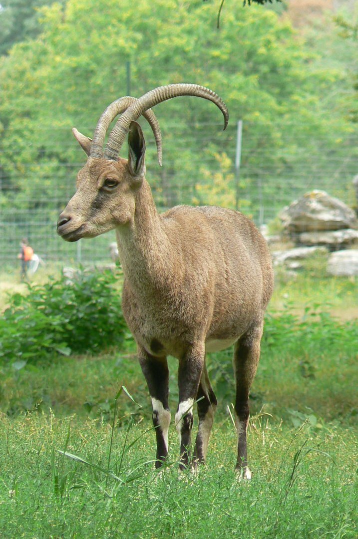 Réserve de la Haute-Touche - Nubian ibex
