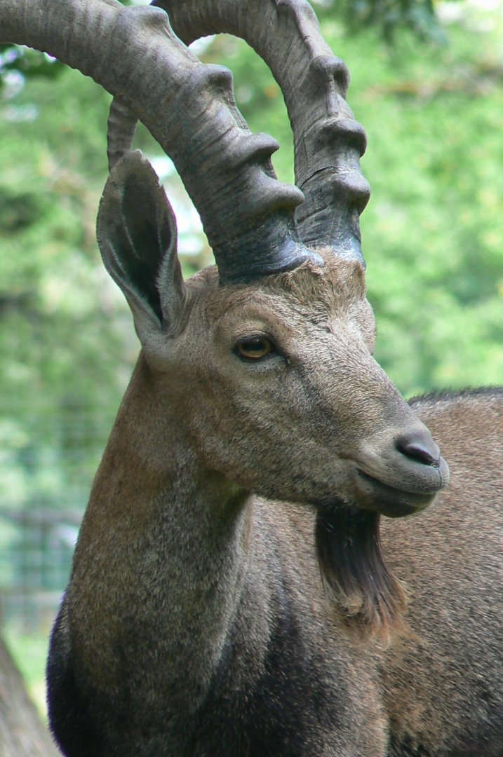 Réserve de la Haute-Touche - Nubian ibex