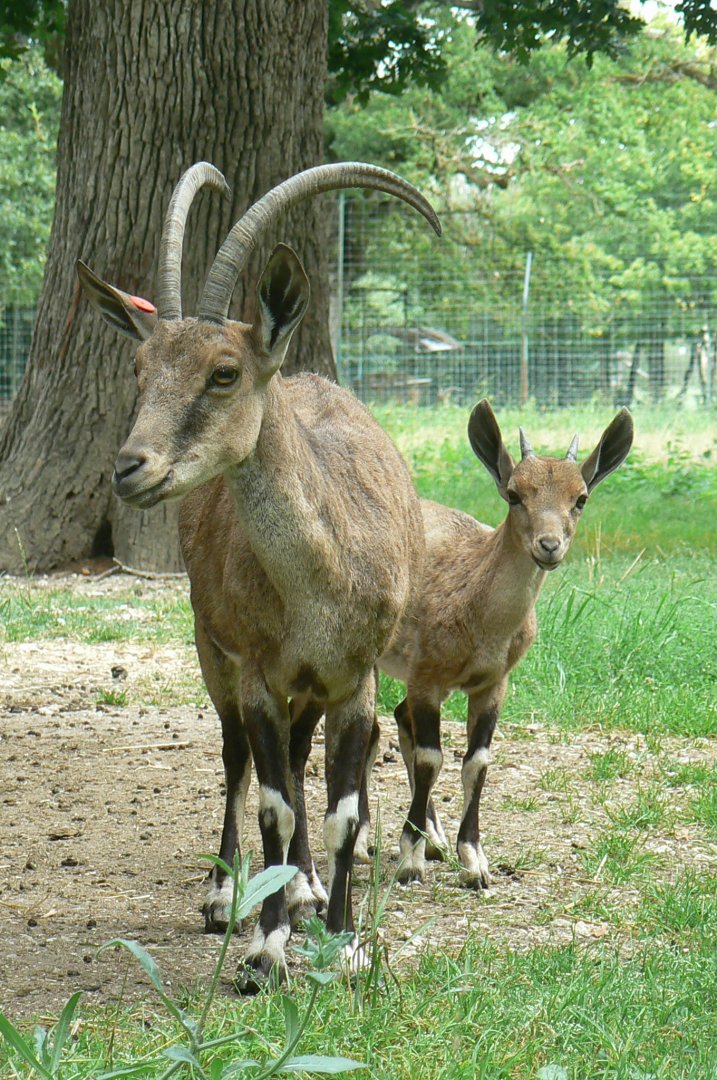 Réserve de la Haute-Touche - Nubian ibexes