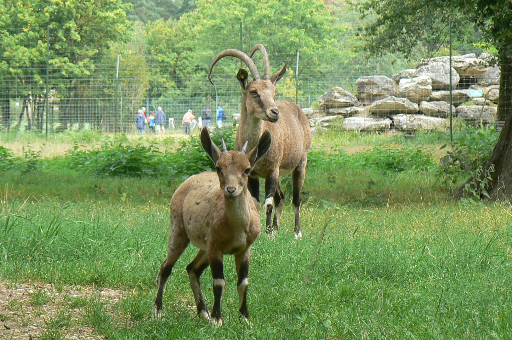 Réserve de la Haute-Touche - Nubian ibexes