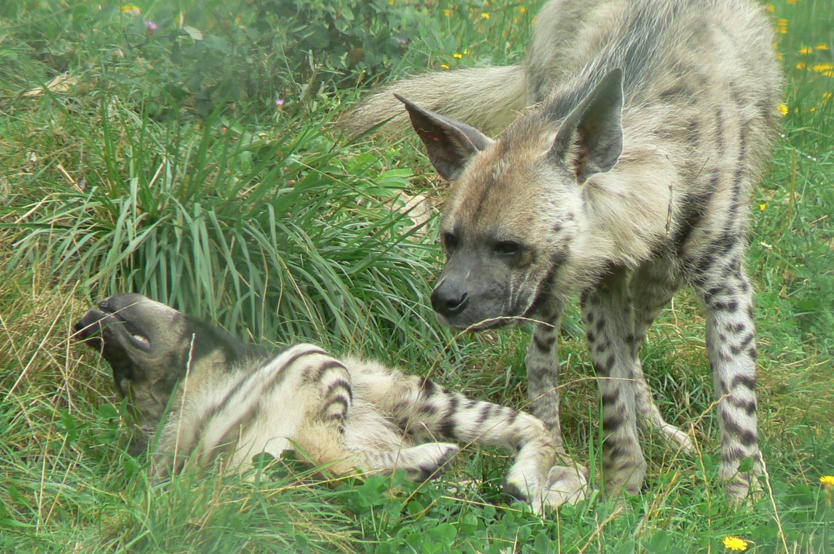 Réserve de la Haute-Touche - Striped hyenas