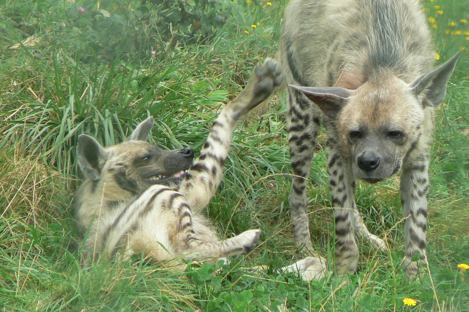 Réserve de la Haute-Touche - Striped hyenas