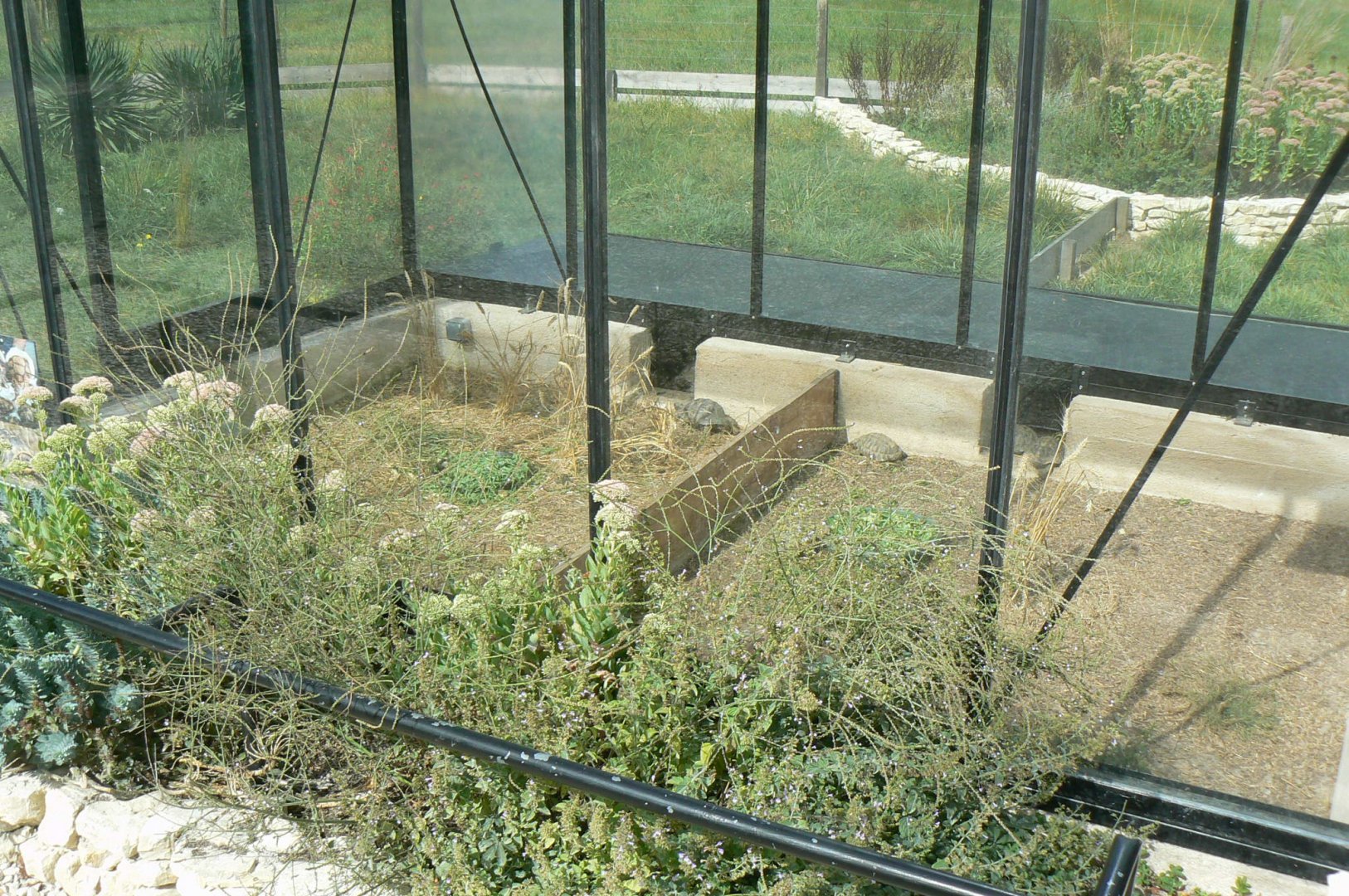 Réserve de la Haute-Touche - Turkish spur-thighed tortoises and Hermann's tortoises exhibit