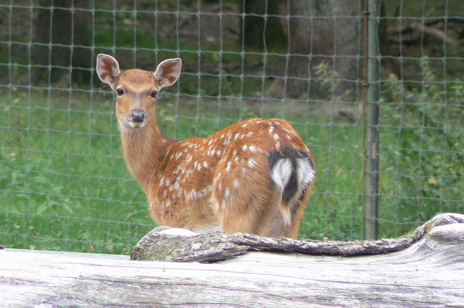 Réserve de la Haute-Touche - Vietnamese sika deer fawn