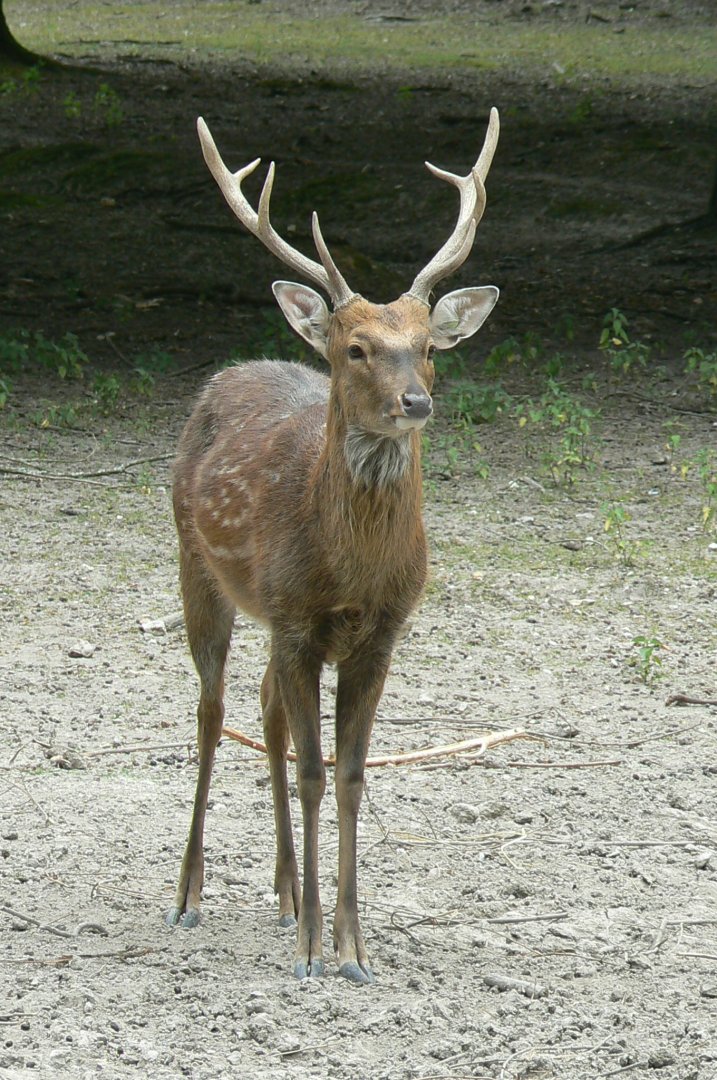 Réserve de la Haute-Touche - Vietnamese sika deer