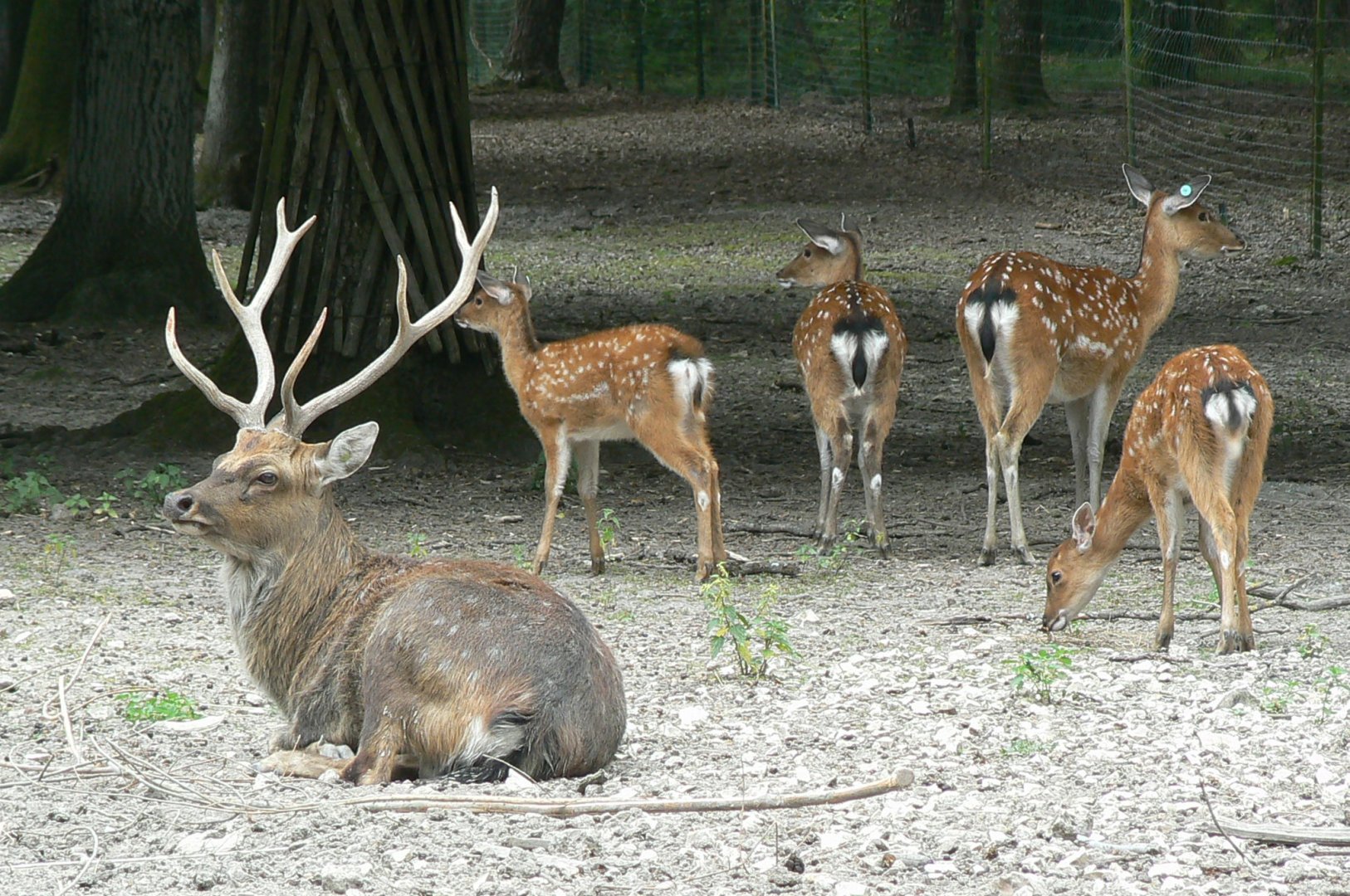 Réserve de la Haute-Touche - Vietnamese sika deers