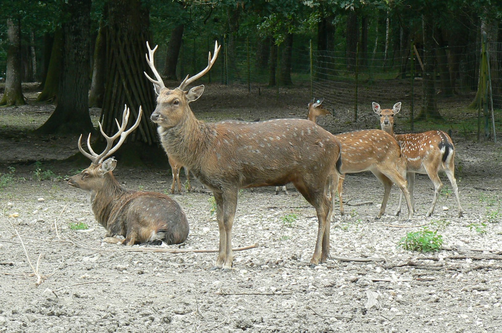 Réserve de la Haute-Touche - Vietnamese sika deers