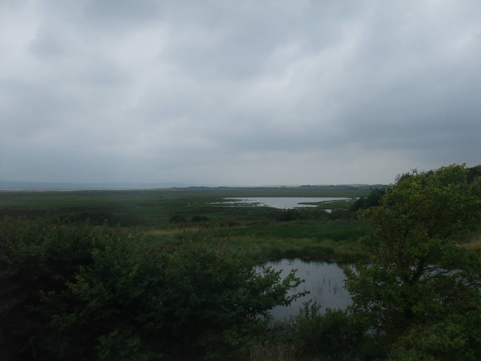 Reserve View at Llanelli WWT, 31/07/11