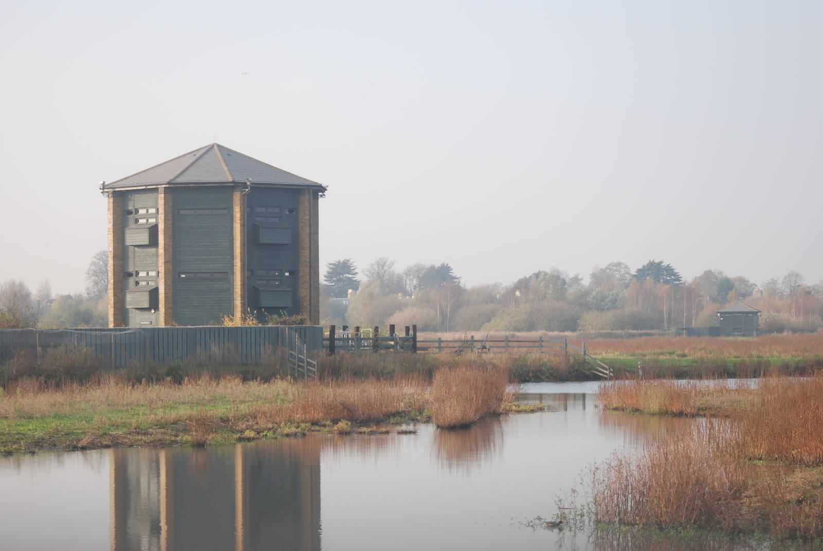 Reserve View at London WWT (Barnes), 15/11/11