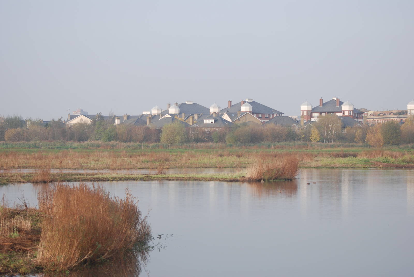 Reserve View at London WWT (Barnes), 15/11/11