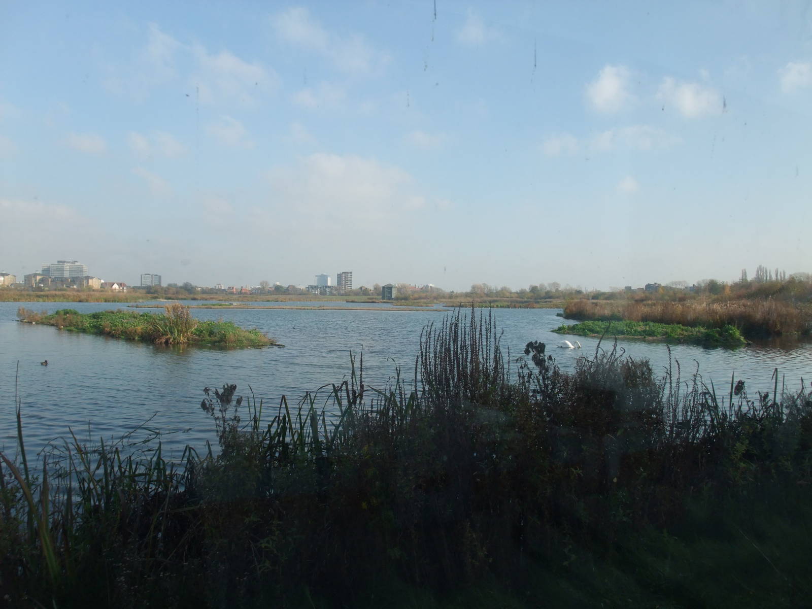 Reserve View at London WWT (Barnes), 15/11/11