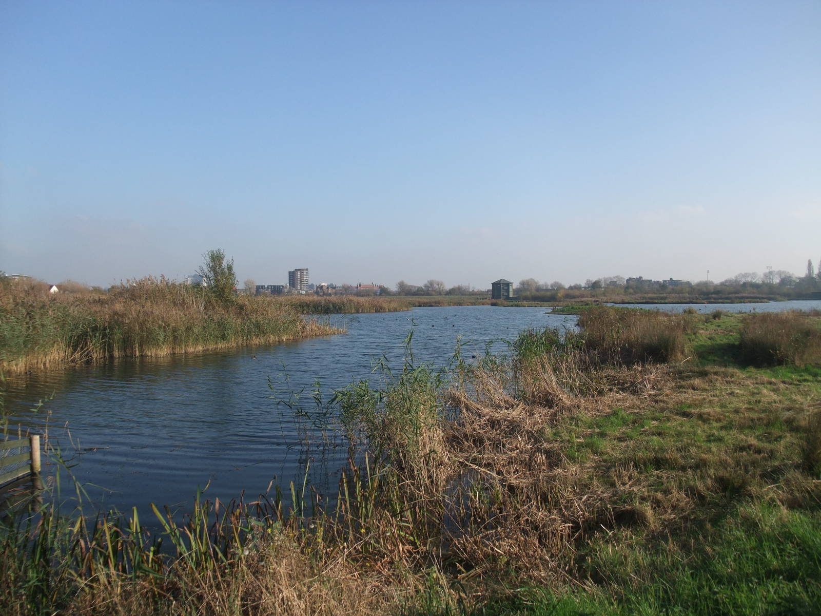 Reserve View at London WWT (Barnes), 15/11/11