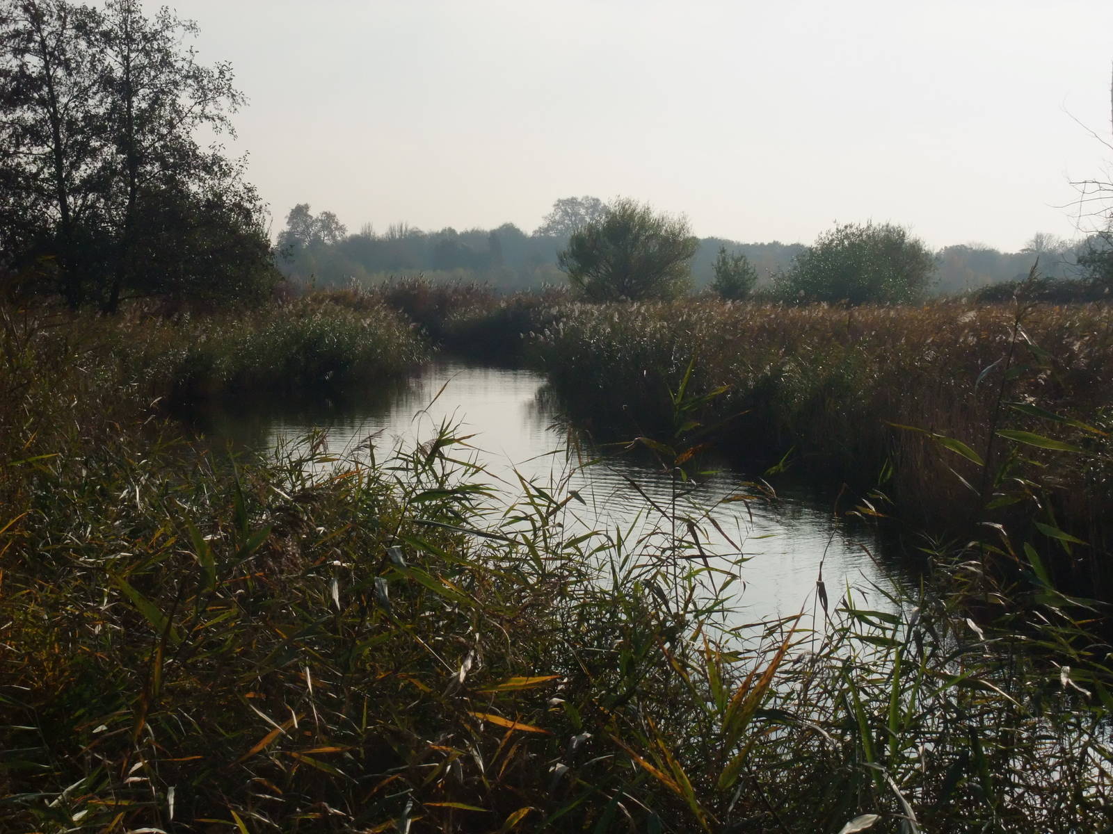 Reserve View at London WWT (Barnes), 15/11/11
