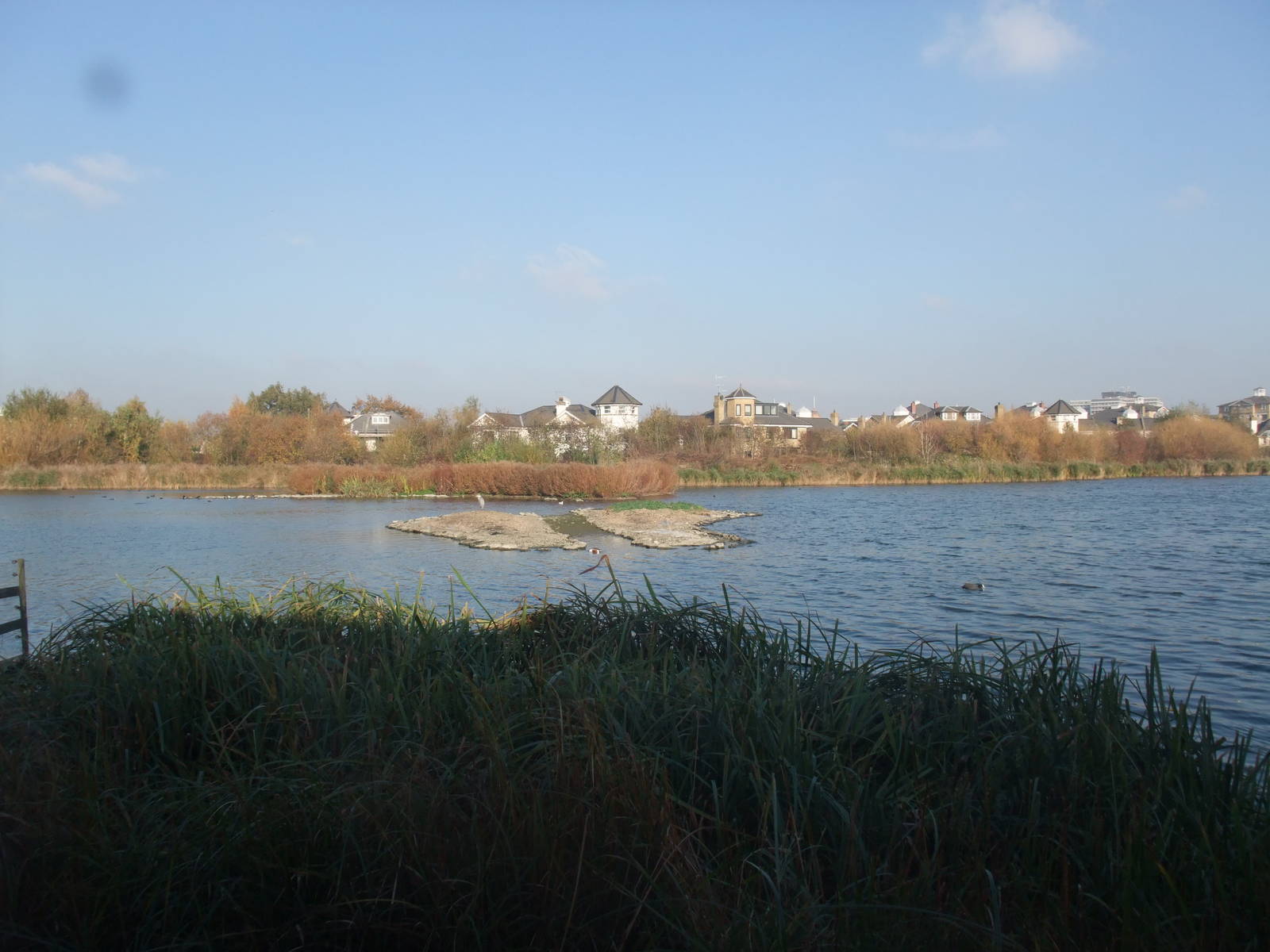 Reserve View at London WWT (Barnes), 15/11/11