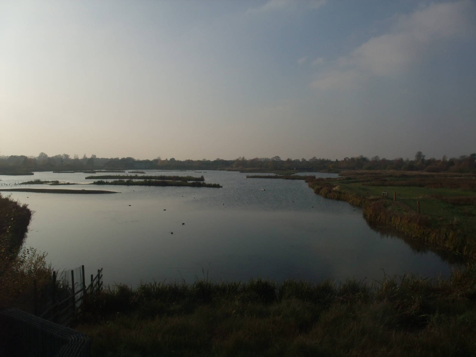 Reserve View at London WWT (Barnes), 15/11/11