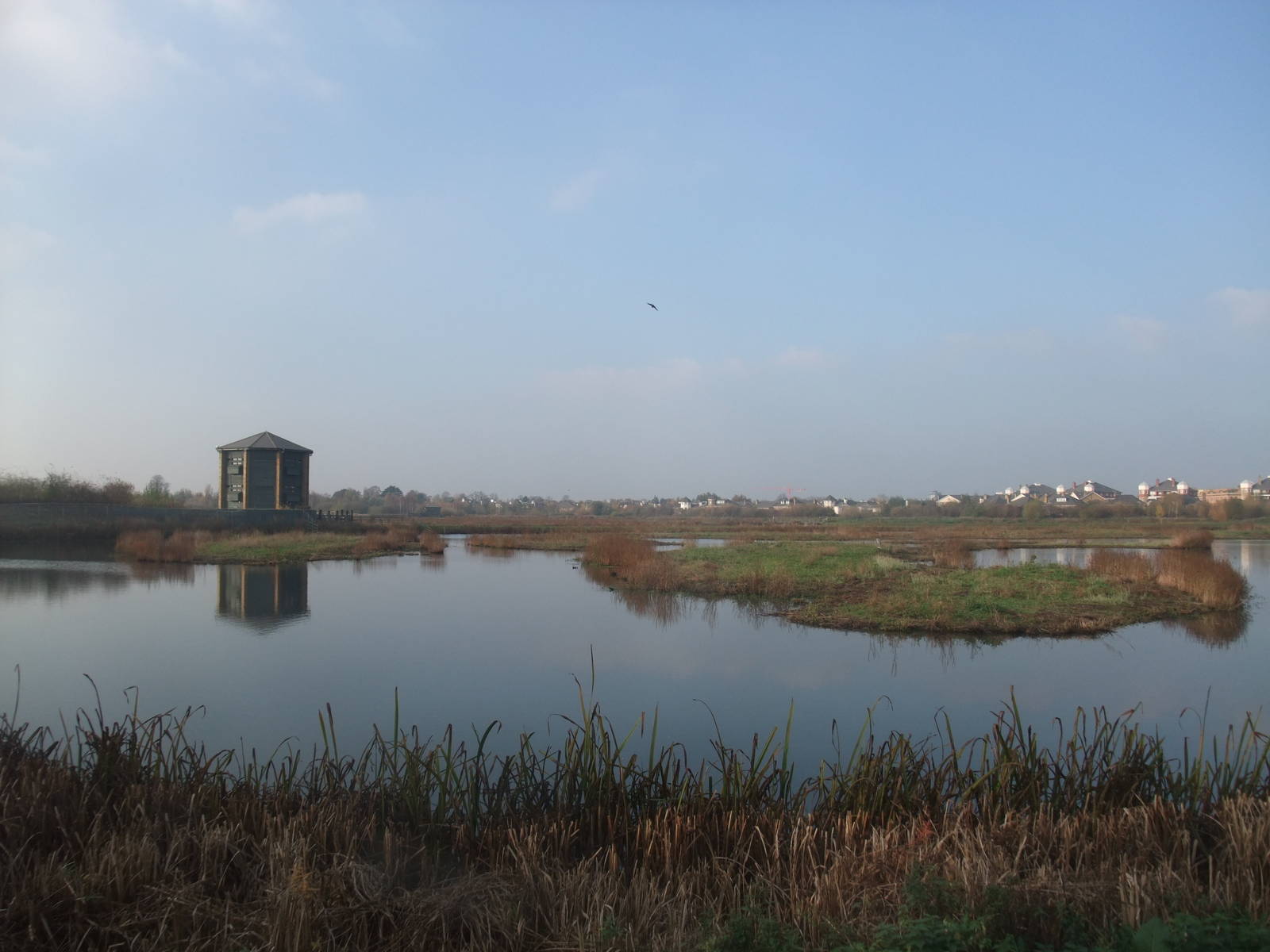 Reserve View at London WWT (Barnes), 15/11/11