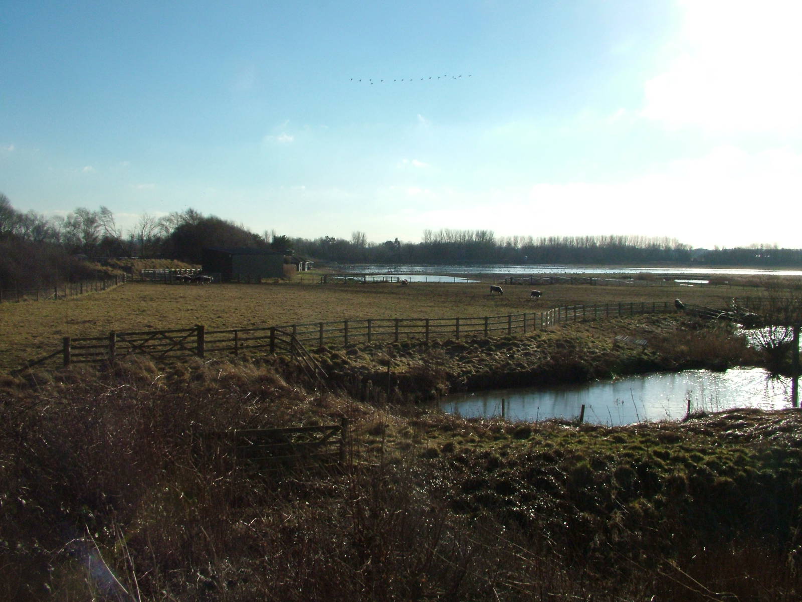 Reserve View at Martin Mere, 28/01/11