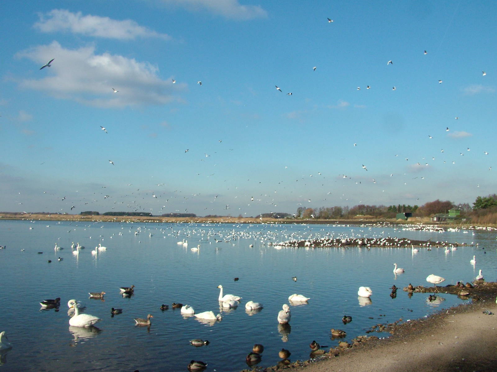 Reserve View at Martin Mere, 28/01/11