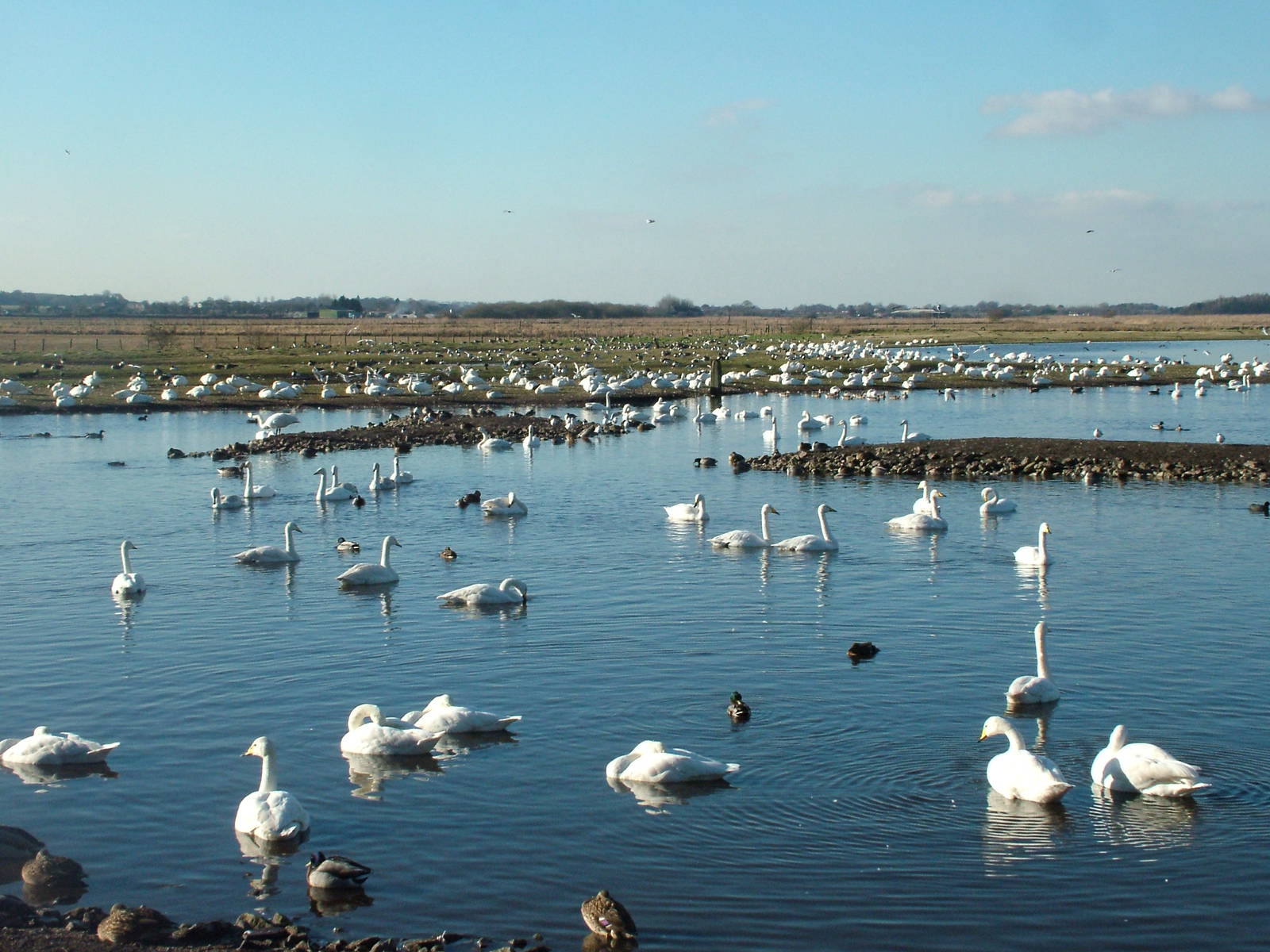Reserve View at Martin Mere, 28/01/11