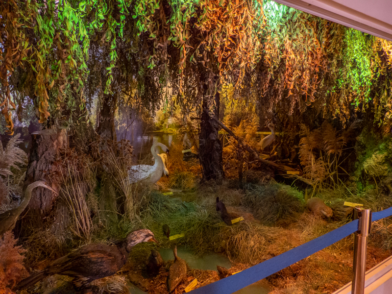 resident exhibition about the flora and fauna of the Danube Delta