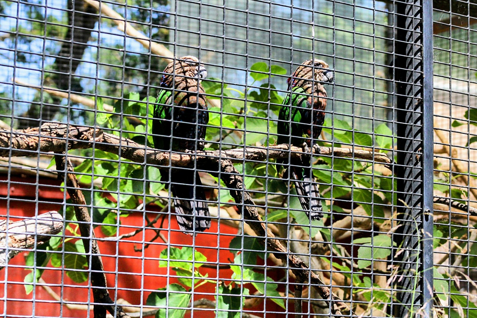 Resident Pair of Hawk-head Parrots