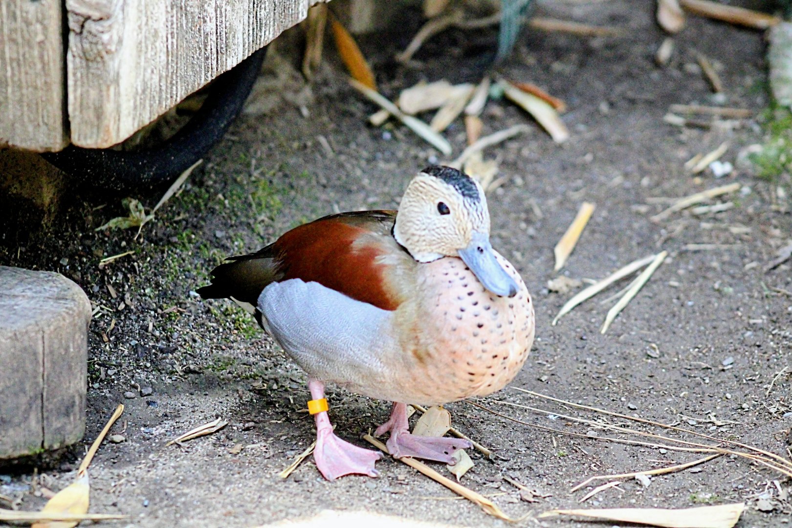 Resident Ringed Teal Drake [May 26, 2022]