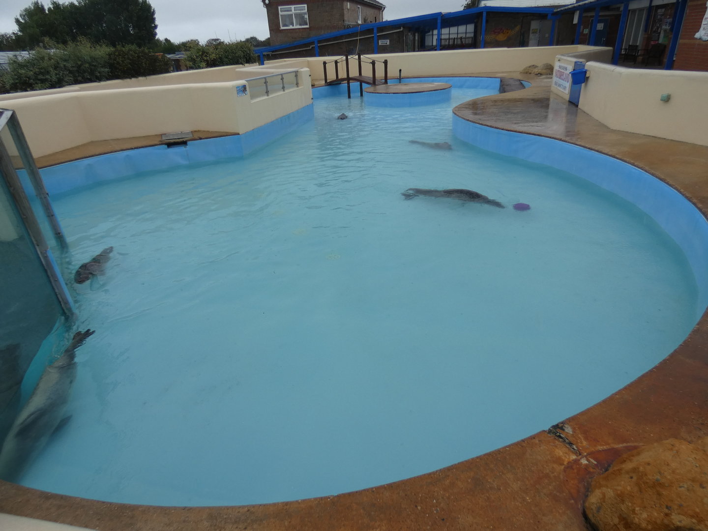 Resident seal pool