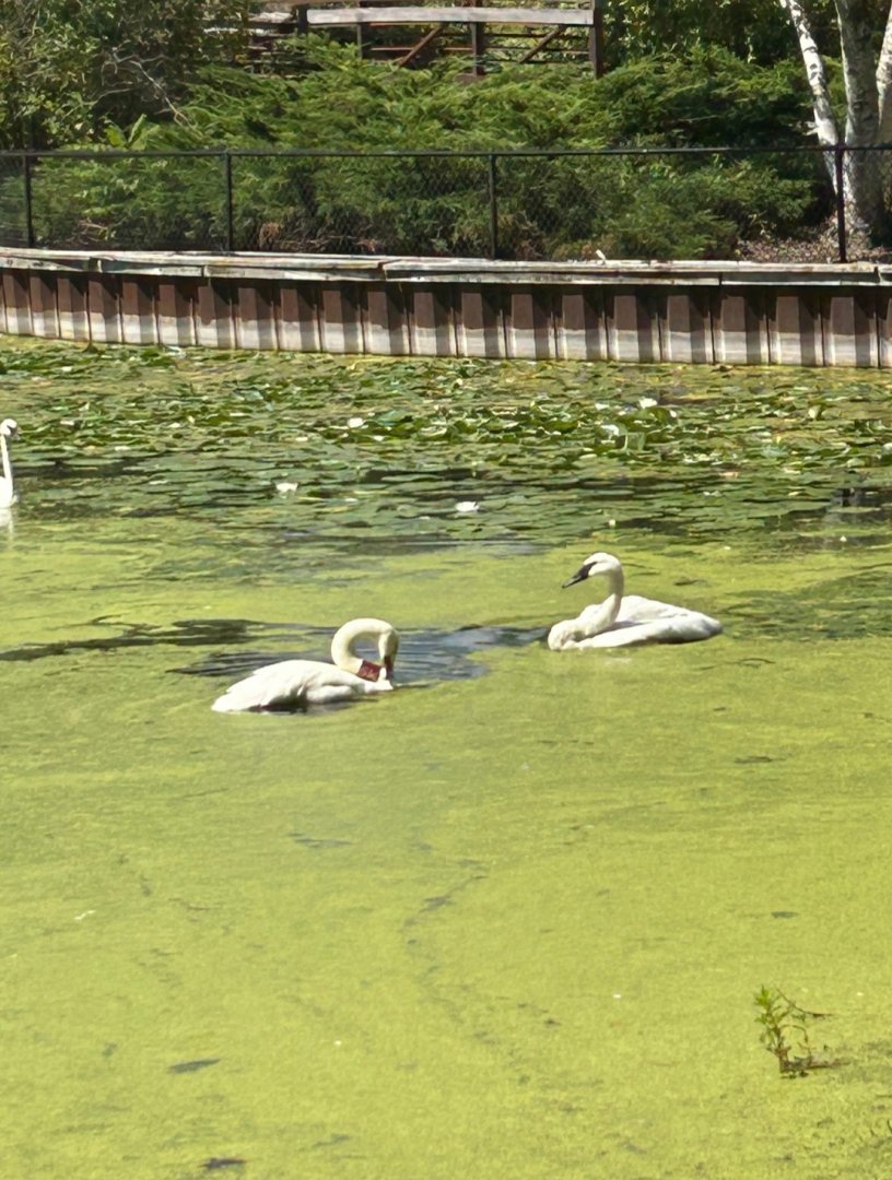 Resident Trumpeter Swan with Wild (Kellogg Bird Sanctuary, Augusta, MI, 8/7/25)