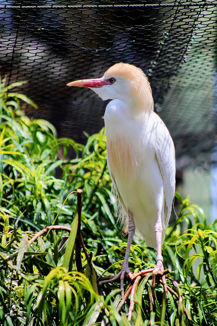 Resident Western Cattle Egret [May 26, 2022]