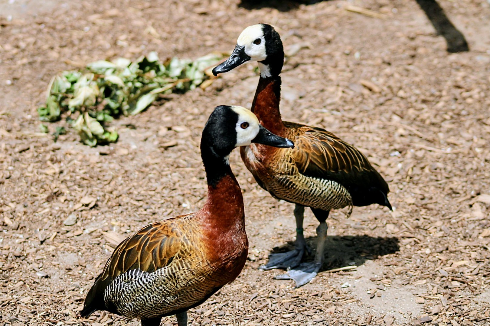 Resident White-faced Whistling-ducks [May 26, 2022]
